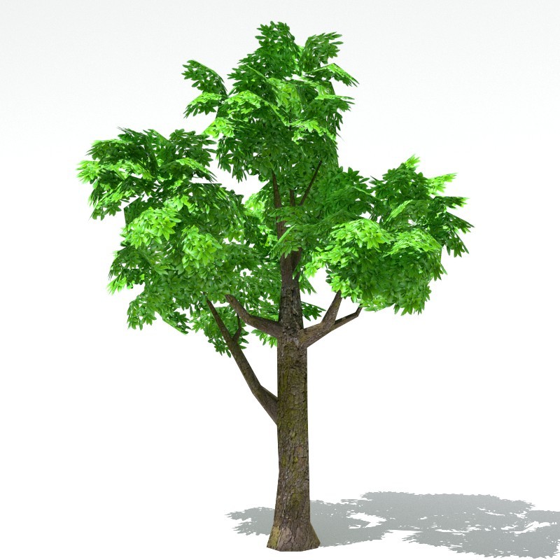 tree preview image 1